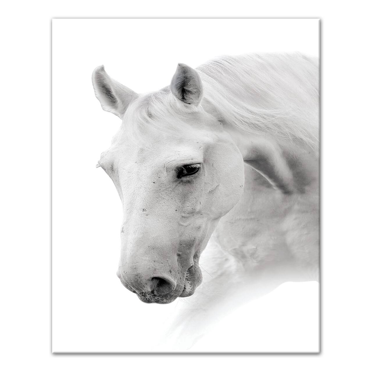 Black And White Horse 16" x 20" Canvas Wall Art